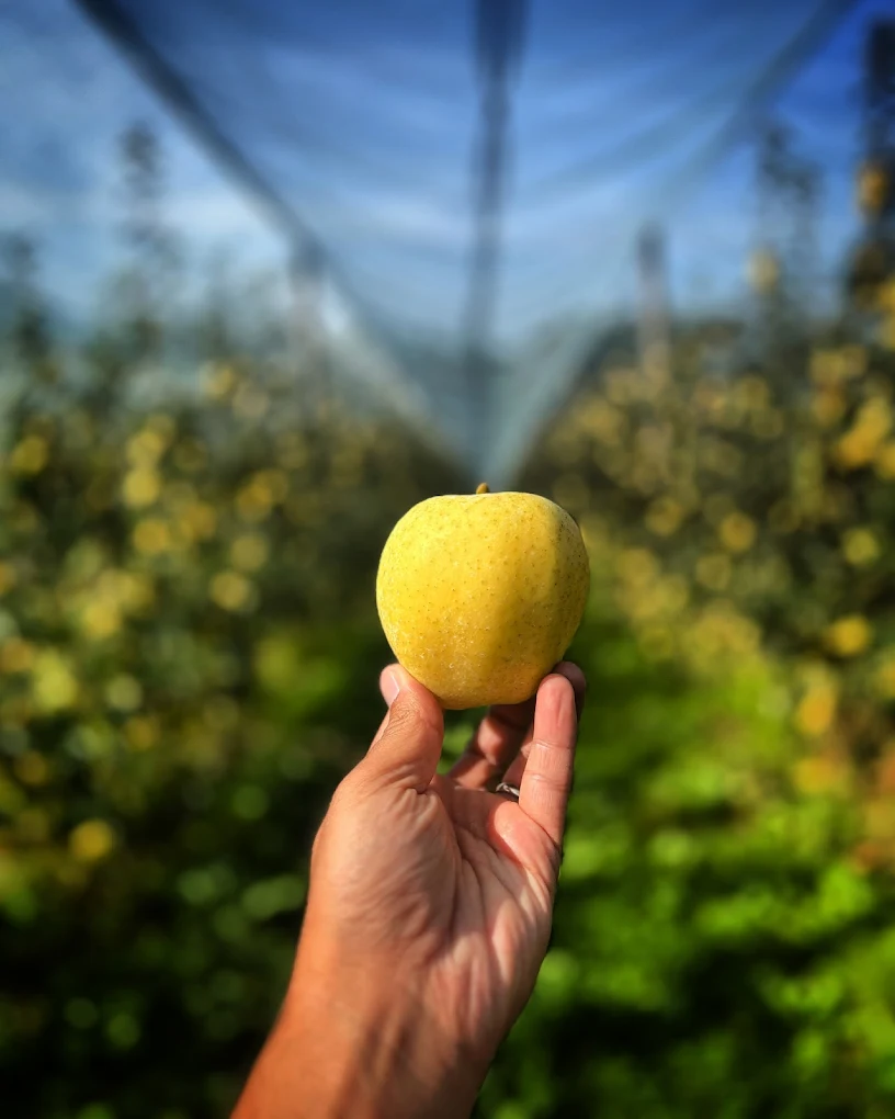 LES VERGERS D'AURIAC