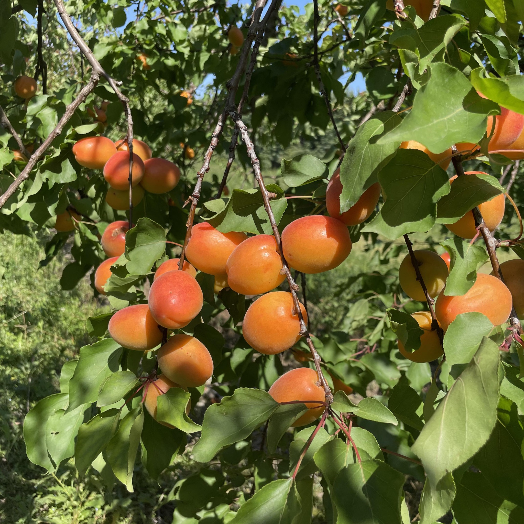 LES VERGERS D'AURIAC